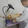 LFOZ Dual-use Pet Hair Dryer Bracket Telescopic Any Shape Fixation Frame Multipurpose LFOZ Dual-use Pet Hair Dryer Bracket Telescopic Any Shape Fixation Frame Multipurpose