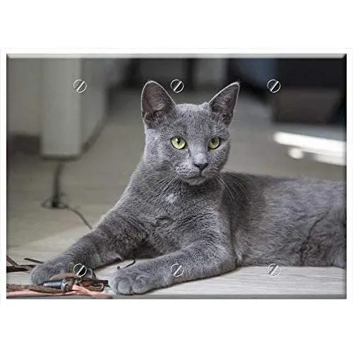Triple Blank Wall Plate Cover - Cat Fluffy Feline Kitten Kitty Blue Breed Pet Triple Blank Wall Plate Cover - Cat Fluffy Feline Kitten Kitty Blue Breed Pet