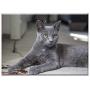 Triple Blank Wall Plate Cover - Cat Fluffy Feline Kitten Kitty Blue Breed Pet