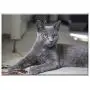 Triple Blank Wall Plate Cover - Cat Fluffy Feline Kitten Kitty Blue Breed Pet Triple Blank Wall Plate Cover - Cat Fluffy Feline Kitten Kitty Blue Breed Pet