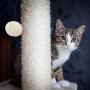 Relaxdays Freestanding Scratching Post for Cats with Sisal Post and Ball, 54 cm, Grey
