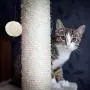 Relaxdays Freestanding Scratching Post for Cats with Sisal Post and Ball, 54 cm, Grey Relaxdays Freestanding Scratching Post for Cats with Sisal Post and Ball, 54 cm, Grey