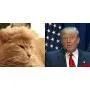 Cat Wig Pet Costume, Dog Head Wear Apparel Toy for Halloween, Christmas, Parties, Festivals