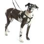 2 Hounds Design Freedom No-Pull Dog Harness Training Package, X-Large, Raspberry