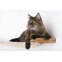 CatastrophiCreations Roman - Multiple-Level Cat Hammock & Climbing Activity Center Wall-Mounted Cat Tree Shelves