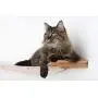 CatastrophiCreations Roman - Multiple-Level Cat Hammock & Climbing Activity Center Wall-Mounted Cat Tree Shelves CatastrophiCreations Roman - Multiple-Level Cat Hammock & Climbing Activity Center Wall-Mounted Cat Tree Shelves
