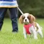 RAINDEE Dog Harness All Weather Soft- Mesh Vest Harness for Small and Medium Dogs 4 Size 7 Colors