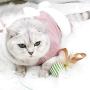 ocijf179 Cat Toy Pet Cat Kitten Feather Bell Mouse Fish Teaser Play Stick Wand Interactive Toy - Random Color Ball#