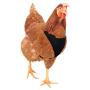 Hamilton Adjustable Rooster Soft Mesh Chicken Harness, Black, 5/8'' x 14''/20''/Medium