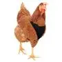 Hamilton Adjustable Rooster Soft Mesh Chicken Harness, Black, 5/8'' x 14''/20''/Medium Hamilton Adjustable Rooster Soft Mesh Chicken Harness, Black, 5/8'' x 14''/20''/Medium