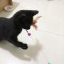 Pudwy Cat Interactive Toy Stick Feather Wand with Small Bell Mouse Cage Toys Plastic Artificial Colorful Cat Teaser Toy Pet Supplies