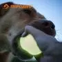 SKIPDAWG Squeaky Glow Dog Ball, Light up Dog Ball Glow in The Dark, Interactive Toys for Dogs Indoor/Outdoor Exercise, Durable TPR Fetch Ball Dog Toys SKIPDAWG Squeaky Glow Dog Ball, Light up Dog Ball Glow in The Dark, Interactive Toys for Dogs Indoor/Outdoor Exercise, Durable TPR Fetch Ball Dog Toys
