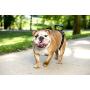 PetSafe CareLift Rear Support Harness - Lifting Aid with Handle and Shoulder Strap - Great for Pet Mobility and Older Dogs - Comfortable, Breathable Material - Easy to Adjust