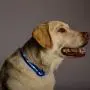 Blazin Safety LED Dog Collar – USB Rechargeable with Water Resistant Flashing Light – XSmall Blue Blazin Safety LED Dog Collar – USB Rechargeable with Water Resistant Flashing Light – XSmall Blue