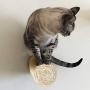 Wall Mounted Cat Furniture Cat Tree Activity Scratching Posts, Floating Kitten Shelving Perches, Kitty Climbing Racks, Handmade