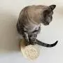 Wall Mounted Cat Furniture Cat Tree Activity Scratching Posts, Floating Kitten Shelving Perches, Kitty Climbing Racks, Handmade Wall Mounted Cat Furniture Cat Tree Activity Scratching Posts, Floating Kitten Shelving Perches, Kitty Climbing Racks, Handmade