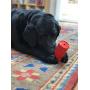 SodaPup - Natural Rubber Retro Soda Can Shaped Chew Toy - Treat Dispenser - Slow Feeder - for Heavy Chewers - Made in USA - Red - Large