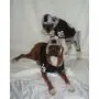 Dog Gone Cute by Lous Doggie Boutique 4 Piece Football Costume (Jersey, Pants, Helmet and Toy Ball)-Extra Small (XS)