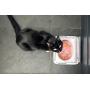 Sure Petcare - SureFeed - Motion Activated Sealed Pet Bowl