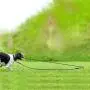 SUHINFE Dog Tie Out Cable and DOD Stake, Muti-Function Pet Tie Out Cable with Dog Molar Ball Toy for Small, Medium, Large Dog, Yard, Garden, Camping and Outside SUHINFE Dog Tie Out Cable and DOD Stake, Muti-Function Pet Tie Out Cable with Dog Molar Ball Toy for Small, Medium, Large Dog, Yard, Garden, Camping and Outside