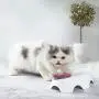 Double Dog Cat Bowls with Raised Stand, Dog Cat Food and Water Bowls, 15 Degree Tilted Pet Bowl Stress-Reduce Neck Pain for Cats and Small Dogs Double Dog Cat Bowls with Raised Stand, Dog Cat Food and Water Bowls, 15 Degree Tilted Pet Bowl Stress-Reduce Neck Pain for Cats and Small Dogs