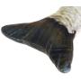 KAILIN Pepoot Catnip Toys Grass Carp Cat Toy Fish Plush Pets Supplies for Cats Fishes Shape Doll Interactive Pillow Chew Tools for Dogs