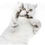 ocijf179 Cat Toy Pet Cat Kitten Matatabi Necklace Shaped Molar Stick Interactive Chew Catnip Toy