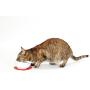 HARIO Cat Food Bowl For Short Haired Cats (Red)