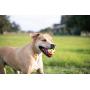 Nerf Dog 2.5in LED Bash Ball, Red/Green Dog Toy