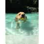 Waboba Fetch Water Ball for Dogs