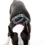 Gooby Dog Harness - Convertible Sport Step-in Neoprene Small Dog Harness with Adjustable Neck Fastener - Perfect on The Go Harness for Small Dogs or Cat Harness