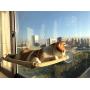 Cat Hammock,HiodFhip Cat Window Perch, Sunny Seat Window Mounted Cat Beds Hammock Pet Resting Seat Safety Space Saving Cat Shelves Providing All-Around 360° Sunbath Hold 30lb