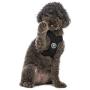 Gooby Dog Harness - Comfort X Step-in Small Dog Harness with Patented Choke-Free X Frame - Perfect on The Go No Pull Harness for Small Dogs or Cat Harness