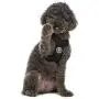 Gooby Dog Harness - Comfort X Step-in Small Dog Harness with Patented Choke-Free X Frame - Perfect on The Go No Pull Harness for Small Dogs or Cat Harness Gooby Dog Harness - Comfort X Step-in Small Dog Harness with Patented Choke-Free X Frame - Perfect on The Go No Pull Harness for Small Dogs or Cat Harness