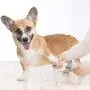 Nado Care Dog Nail Grinder, Electric Dog Nail Trimmer Clipper, 2-Speed Low Noise 3 Ports Rechargeable, Painless Paws Grooming and Smoothing for Small Medium Large Dogs and Cats Nado Care Dog Nail Grinder, Electric Dog Nail Trimmer Clipper, 2-Speed Low Noise 3 Ports Rechargeable, Painless Paws Grooming and Smoothing for Small Medium Large Dogs and Cats