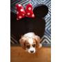 Disney Mickey & Minnie Mouse Dog / Cat Bed Collection