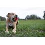 Nerf Dog 2.5in LED Bash Ball, Red/Green Dog Toy