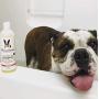 Warren London Oatmeal Dog Shampoo - Soothes Itchy & Sensitive Skin with Vitamins, Oats, Botanical Oils - 17 oz & 1 Gallon