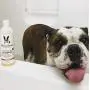 Warren London Oatmeal Dog Shampoo - Soothes Itchy & Sensitive Skin with Vitamins, Oats, Botanical Oils - 17 oz & 1 Gallon