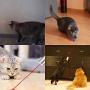 Interactive Cat Laser Toy Pen for Indoor Cats Dogs, 3 PCS Funny Dog Chaser Point Toys Indoor Playing Training Exercise, Green Red Violet Pet Puppy Kitten Tease Stick Handheld Clicker Wand for Teaching