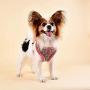 Puppia Auden Harness A