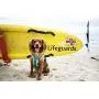 Embark Sports Dog Harness, Light and Breathable Design - Easy On and Off, No Pull Training, Size Adjustable, Non Choke with Handle for Control Embark Sports Dog Harness, Light and Breathable Design - Easy On and Off, No Pull Training, Size Adjustable, Non Choke with Handle for Control
