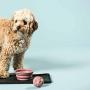 HEVEA Bowl on The go for Dogs, Foldable, Collapsible Water Bowl for Dogs. Made from Non-Toxic, Plastic-Free, BPA-Free and PVC-Free Natural Rubber. Pale Mint Holds 10oz.