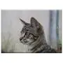 Triple Blank Wall Plate Cover - Cat Kitten Young Cats Cat Baby Young Cat Triple Blank Wall Plate Cover - Cat Kitten Young Cats Cat Baby Young Cat