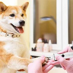 WIOR Dog Nail Grinder for Large Dogs, Pet Dog Nail Trimmer Low Noise Painless Professional 2-Speed Electric Rechargeable Pet Cat Nail Grinder Nail Clippers for Small Medium Large Dogs & Cats