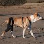 Walkabout Double Knee Brace and Chest Harness (Medium Brace L Chest Harness)