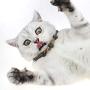 ocijf179 Cat Toy Pet Cat Kitten Matatabi Necklace Shaped Molar Stick Interactive Chew Catnip Toy