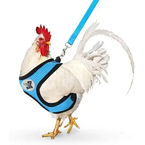 Lansiger Adjustable Chicken Harness with Leash Small Pet Harness for Duck Goose Hen Traning Walking Lansiger Adjustable Chicken Harness with Leash Small Pet Harness for Duck Goose Hen Traning Walking