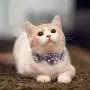 Chenyouwen Pet Toys Great Pet Jewelry Collar Creative Teddy Lace Flower Lace Bib Cute Cat Necklace, Size: M(White) (Color : White) Chenyouwen Pet Toys Great Pet Jewelry Collar Creative Teddy Lace Flower Lace Bib Cute Cat Necklace, Size: M(White) (Color : White)