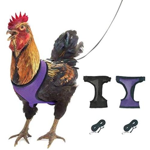 2 PCS Chicken Harness, Hen Roosters Traning Walking Harness Leash with 5-Foot Matching Leash Adjustable, Resilient, Comfortable, Breathable Suitable for Chicken, Duck or Goose (Black and Purple)